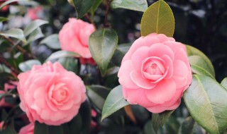 茶花不死也不长新叶怎么办 茶花不死也不长新叶