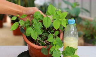 夏季怎样扦插三角梅成活率高 夏季如何扦插三角梅成活率高