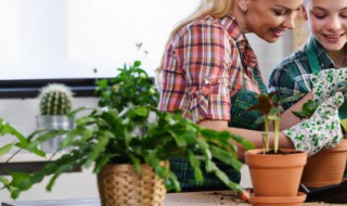 耐旱草籽种类 耐旱草籽种类有哪些