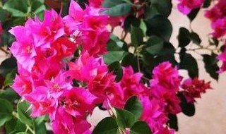 三角梅怎么养护才会开花不断 三角梅如何养护才会开花不断