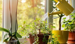 常见沉水植物 常见沉水植物有哪些