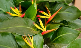 天堂鸟插水里能生根吗 天堂鸟插水里能不能生根