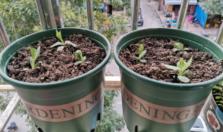 洋桔梗怎么繁殖 洋桔梗繁殖方法