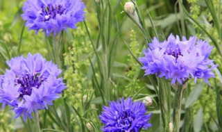 秋季适合种植的花卉 秋季适合种植的花草介绍