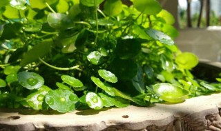 铜钱草有虫子怎么处理 铜钱草有虫子的处理方法