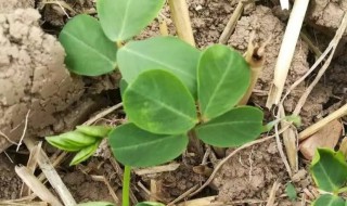 夏花生种植时间和方法 关于夏花生种植时间和方法