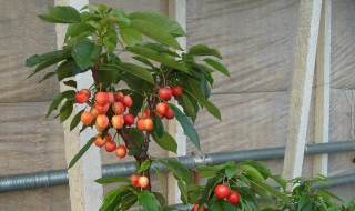 观赏樱桃盆栽的养殖方法和注意事项 观赏樱桃盆栽养殖方法和注意事项