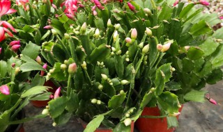如何养蟹爪兰 养好蟹爪兰的方法