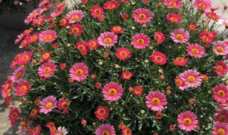 波斯菊盆栽的养殖方法 波斯菊盆栽如何养殖