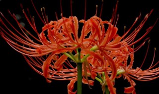 曼珠沙华怎么种 曼珠沙华种植办法