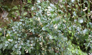 虎刺下山桩种植方法 虎刺下山桩怎么种植