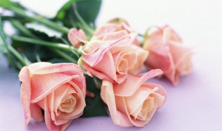 玫瑰醒花的正确方法和技巧 教你玫瑰醒花的正确方法和技巧