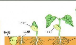 种子发芽的条件 关于种子发芽的条件
