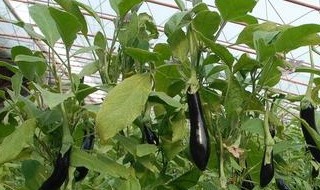 露天茄子剪枝技术 露天茄子有哪些剪枝技术