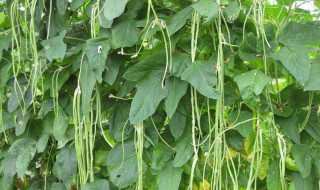无架四季豆的种植方法和时间 无架四季豆的种植方法和时间介绍