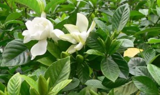 栀子花常见的病虫害及防治方法 栀子花常见的病虫害及防治方法是什么