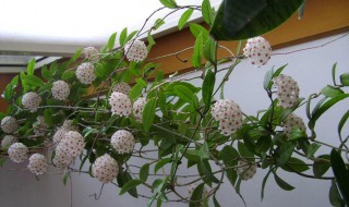 球兰的花架怎么搭 球兰的花架搭建方法