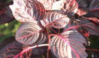 锦叶血苋养殖方法 锦叶血苋如何养殖