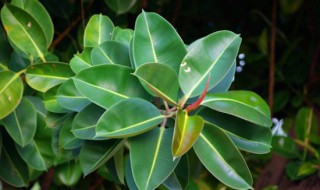 橡皮树的养殖方法和注意事项修剪 橡皮树的养殖方法和注意事项修剪