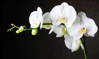 君子兰夹箭花腐烂了怎么办 君子兰夹箭花腐烂了的解决办法