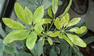 鸭掌木叶子有斑点黄斑点是怎么回事 鸭掌木叶子有斑点黄斑点的原因