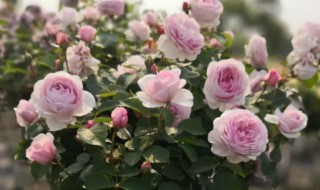 棒棒糖月季的养殖方法和注意事项 棒棒糖月季的养殖方法和注意事项是什么