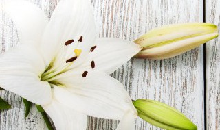 百合花插花怎么养才能保持开的久 百合花插花怎么养才能保持开的久呢