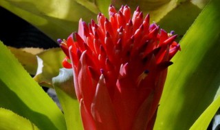 水塔花养殖方法和注意事项 水塔花养殖方法和注意事项是什么