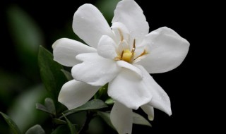 栀子花叶子发黑干枯掉叶子怎么办 栀子花叶子发黑干枯掉叶子的解决方法