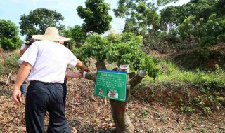 嫁接荔枝的方法和技术 嫁接荔枝的方法和技术有哪些