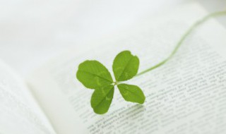 幸运草的养殖方法和注意事项 幸运草的养殖方法和注意事项分别是什么