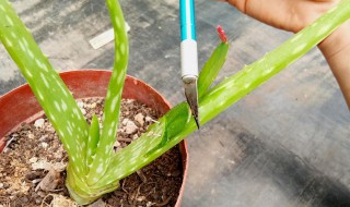 蟹爪兰扦插方法和时间 蟹爪兰的扦插方法和时间