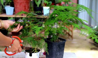 云竹怎样种植和管理 云竹怎么种植和管理