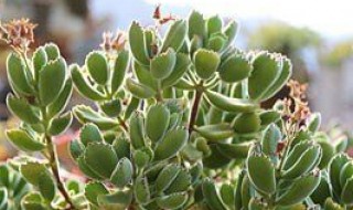 熊童子夏季的养殖方法和注意事项 熊童子夏季的养殖方法和注意事项有哪些