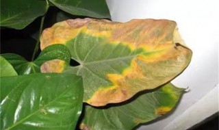 红掌烂叶子是怎么回事 红掌烂叶子的原因分析