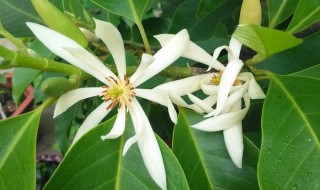 白玉兰的养殖方法和注意事项水养 白玉兰怎么养殖