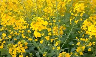 春季种植油菜花需要注意什么 春季种植油菜花的注意事项