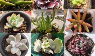 多肉长黑色霉菌怎么办 多肉长黑色霉菌怎么解决