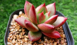 多肉僵苗后该怎么处理 多肉僵苗后怎么办呢