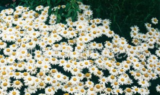 大滨菊种子的种植方法和时间 大滨菊种子如何种植