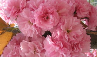 樱花种子种植方法和时间 樱花种子种植方法和时间介绍