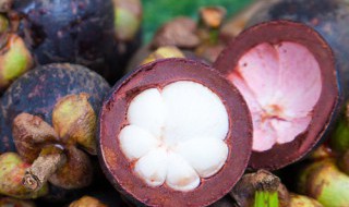 山竹怎么种植 山竹如何种植