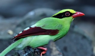 鹉组词 鹉组词有哪些