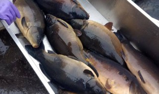 框镜鱼是什么鱼 框镜鱼的介绍