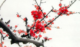 梅花作者是谁什么朝代的诗是什么 梅花原文介绍