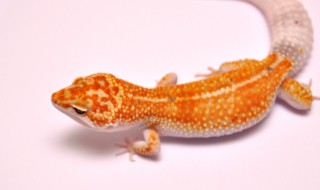 沙番守宫各是什么动物 沙番守宫是什么