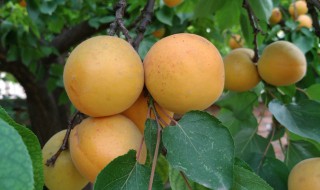 圣果是什么水果 圣果是属于什么水果