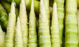 请问芦笋和竹笋有什么区别 芦笋和竹笋的区别