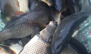 上海人口中的塘鲤鱼究竟是什么鱼 上海人口中的塘鲤鱼究竟是啥鱼