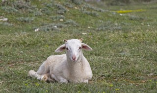 头头是道指什么动物 羊的相关介绍